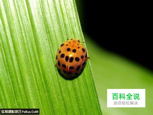 新手必学光圈与景深的关系