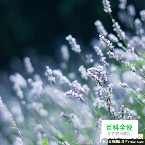 新手必须掌握的定焦镜头六个特点