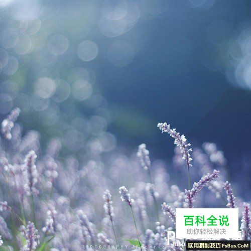 新手必须掌握的定焦镜头六个特点