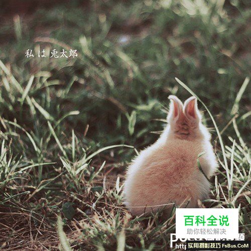 新手必须掌握的定焦镜头六个特点