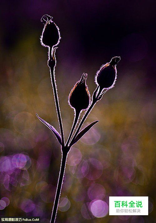 新手必学光圈与景深的关系