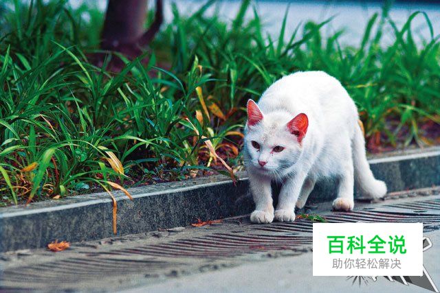 新手必学拍摄时该如何对焦？