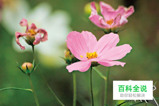 新手必学拍摄时该如何对焦？