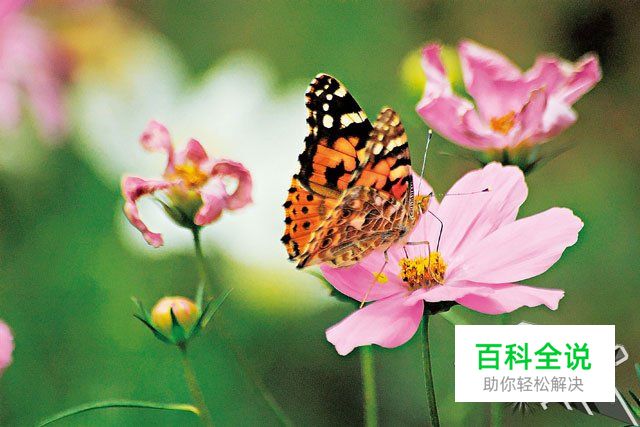 新手必学拍摄时该如何对焦？