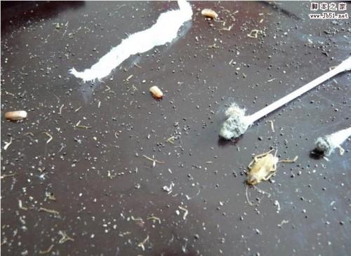 夏天来了笔记本除尘图文教程