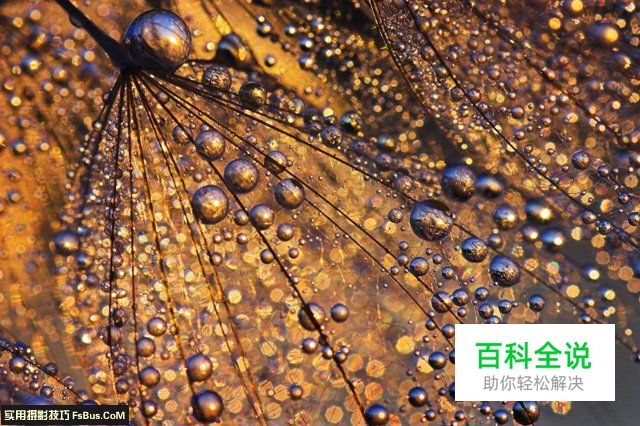 学习全新视角微距摄影