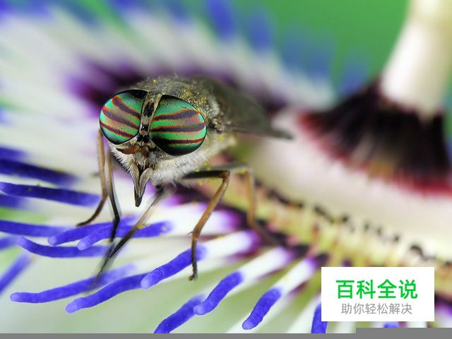 学习全新视角微距摄影