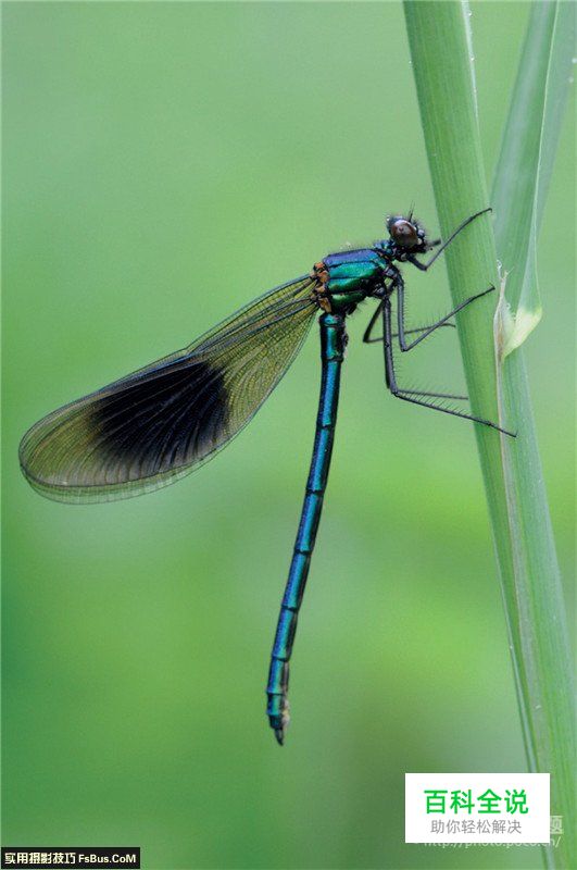 用后期一招增加微距景深