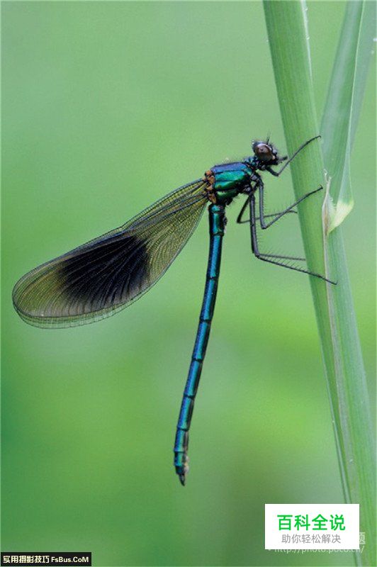 用后期一招增加微距景深