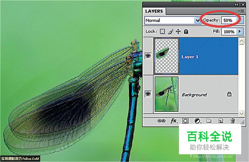 用后期一招增加微距景深