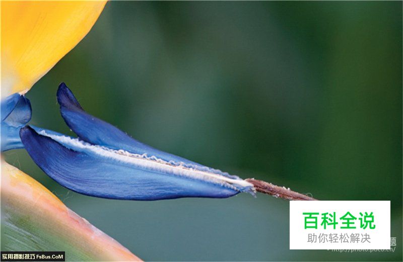 用后期一招增加微距景深