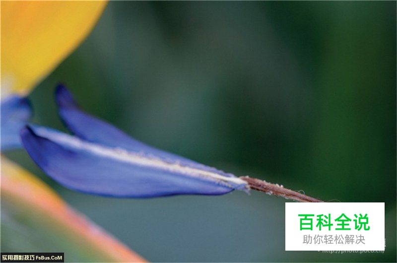 用后期一招增加微距景深