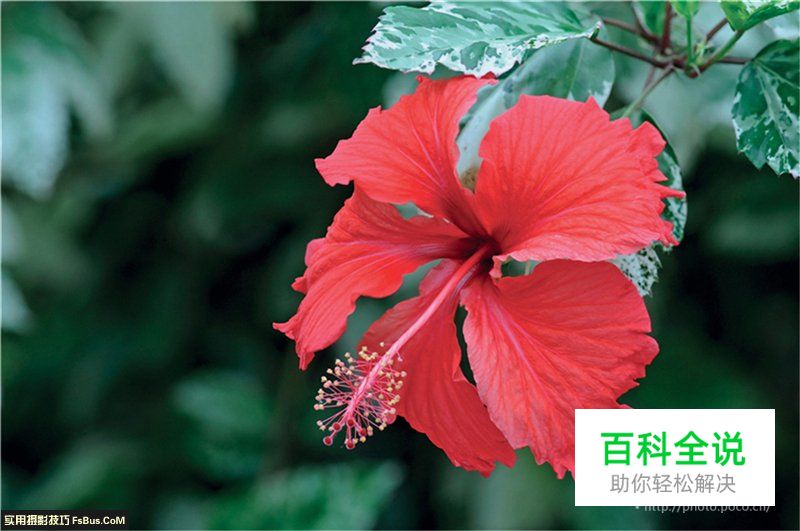 用后期一招增加微距景深