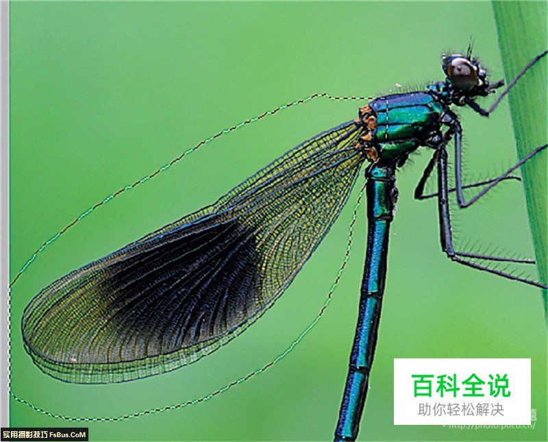 用后期一招增加微距景深