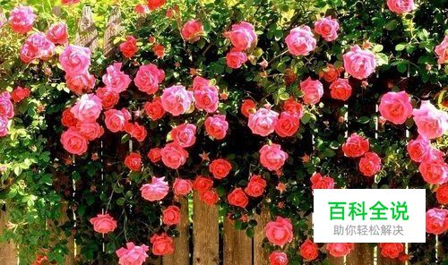 月季和蔷薇的区别