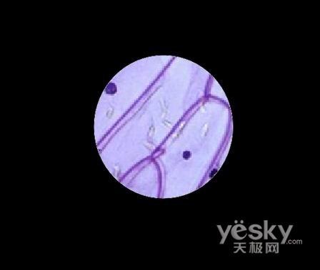 用PPT制作显微镜动画特效