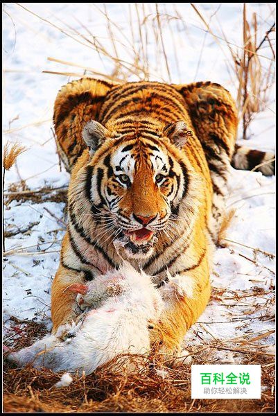 野生动物拍摄守则