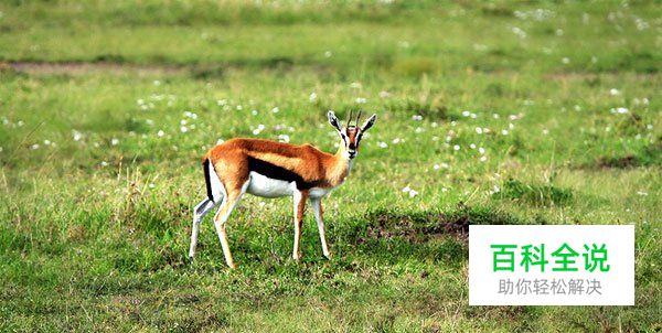 野生动物拍摄守则