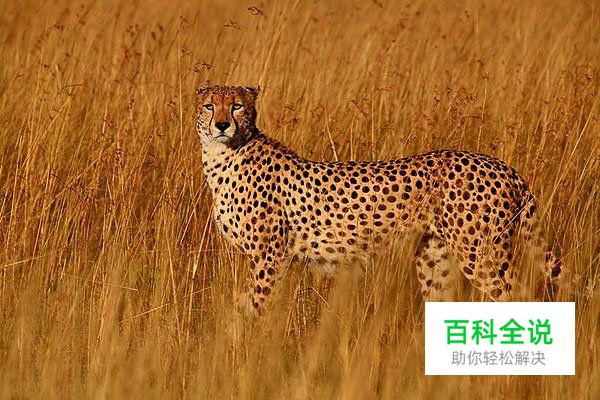 野生动物拍摄守则