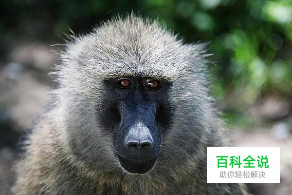 野生动物拍摄守则