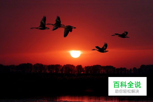 野生动物拍摄守则