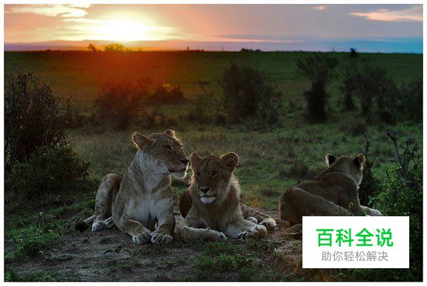 野生动物拍摄守则