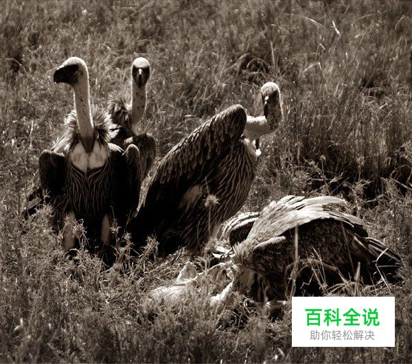 野生动物拍摄守则