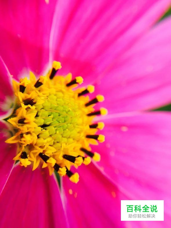 用手机拍出的大片