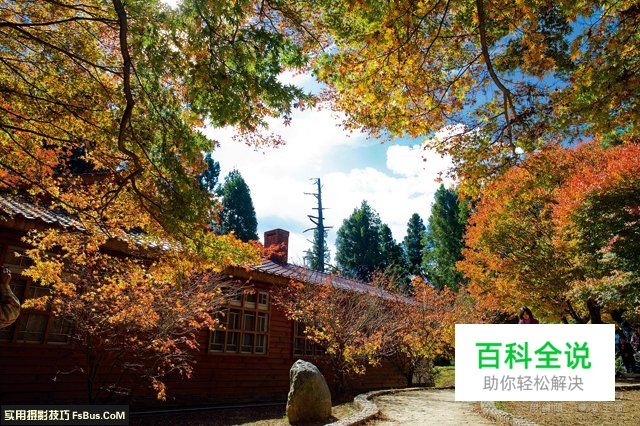 阴雨天如何拍出枫叶清新透亮的质感