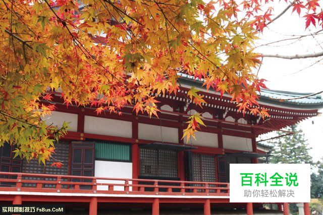 阴雨天如何拍出枫叶清新透亮的质感