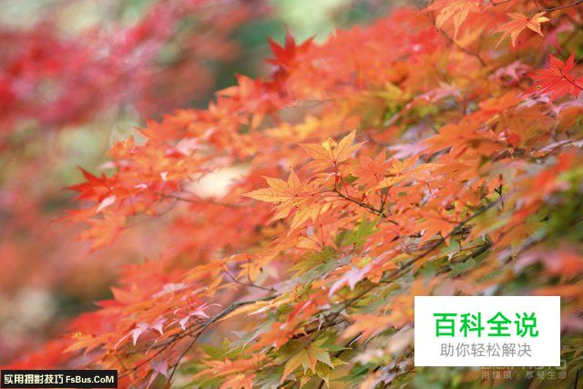 阴雨天如何拍出枫叶清新透亮的质感