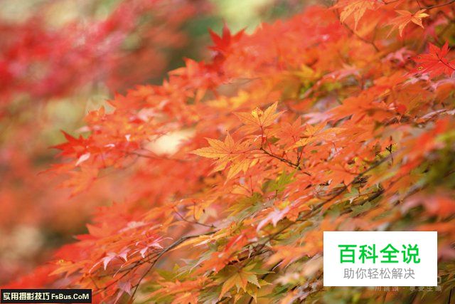 阴雨天如何拍出枫叶清新透亮的质感