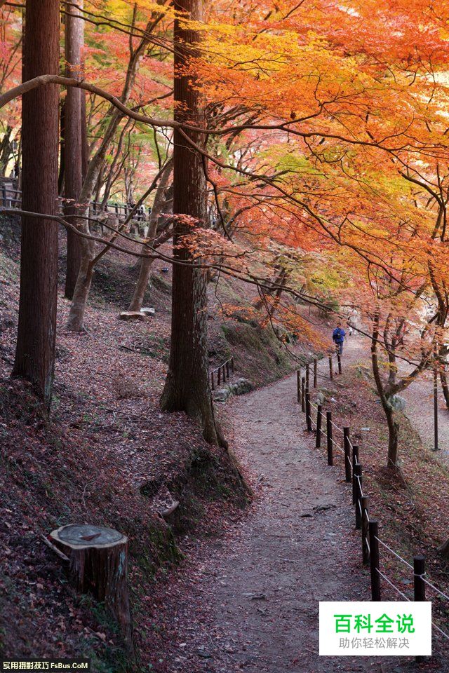 阴雨天如何拍出枫叶清新透亮的质感