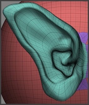 ZBrush建模教程之耳朵雕刻方法