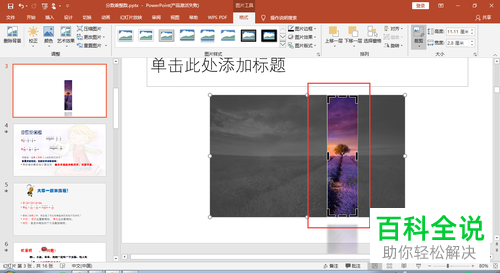 怎么裁剪2016版MS ppt中插入的图片
