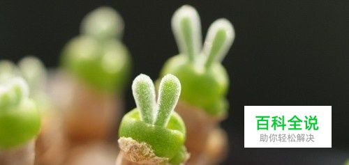 怎么设置（调整）照片尺寸