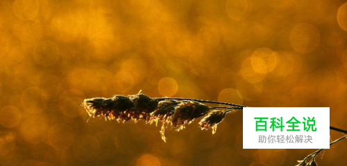 怎么用手机拍出背景虚化的照片