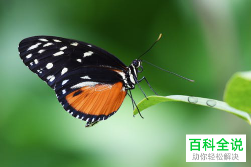 怎么在PS软件中给图片制作露水的水珠效果