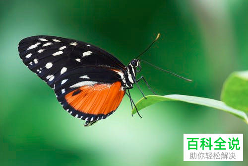 怎么在PS软件中给图片制作露水的水珠效果