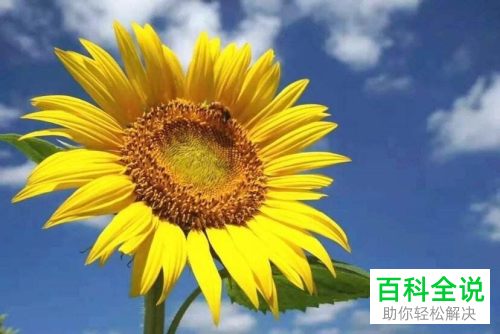 怎么在PPT文档中插入表格