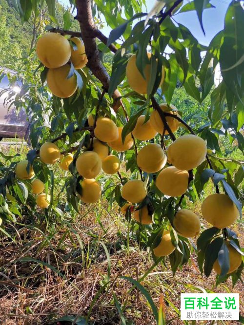 怎么制作抖音原创作品