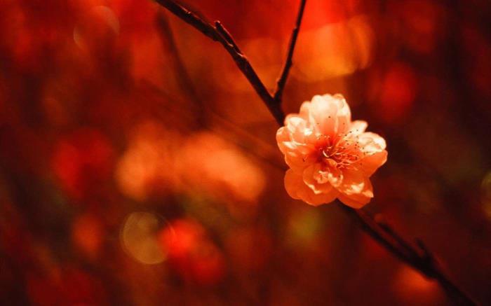 猪年主题包怎么样?微软Win10猪年主题包发布(附下载地址)