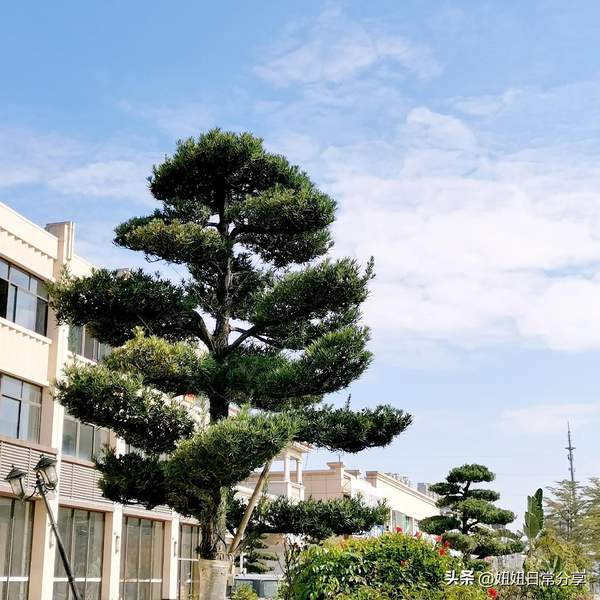 真苹果手机和假苹果手机有什么区别(怎么识别真的苹果手机)