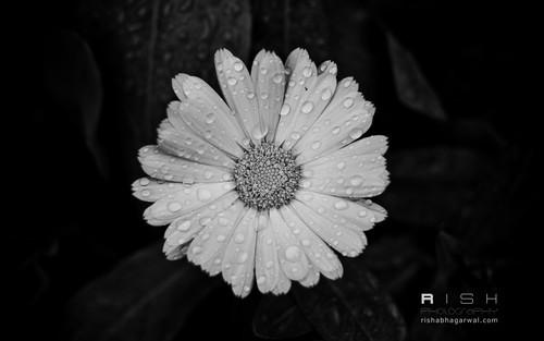 最新Win7主题附安装方法