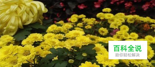 怎样用手机拍出好看的花朵？