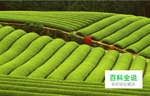 怎样用PS调整【亮度/对比度】